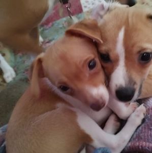 Meet your Posher, Starr